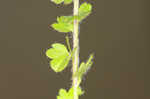 Ivyleaf speedwell